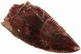 Serrated, Raptor Tooth - Real Dinosaur Tooth #233021-1